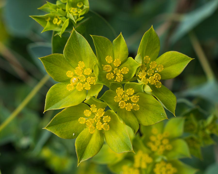 Bupleurum rotundifolium